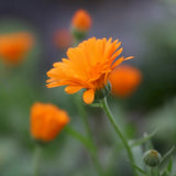 Botanical Oil and Perfume - Eunoia