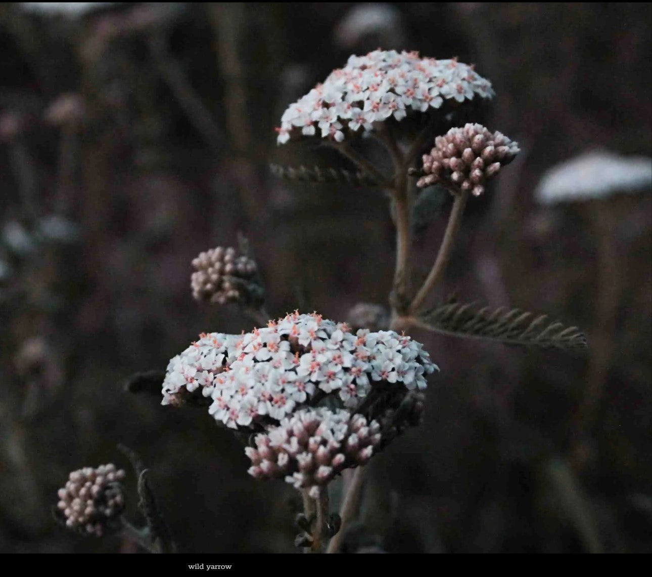 Blooming Wild Botanicals Wild Yarrow