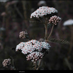 Blooming Wild Botanicals Wild Yarrow