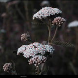 Blooming Wild Botanicals Wild Yarrow